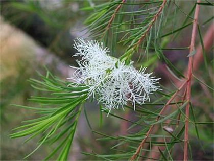 Melaleuca alternifolia - 2-de vanzare 2019-2020-SEMINTE IERBURI FOLOSITOARE SI PLANTE MEDICINALE RARE