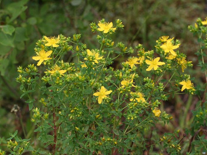 Hypericum perforatum - 2-de vanzare 2019-2020-SEMINTE IERBURI FOLOSITOARE SI PLANTE MEDICINALE RARE