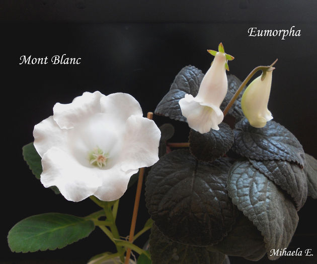 DSCN6121 - Gloxinia 2014