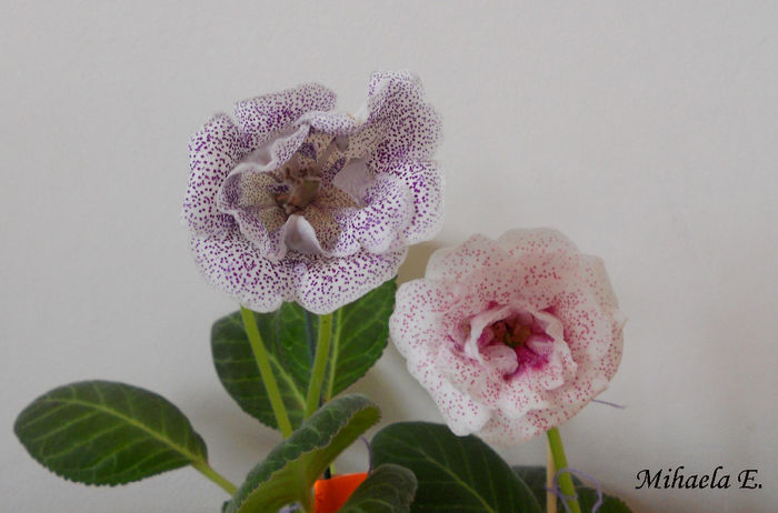 DSCN6271 - Gloxinia 2014