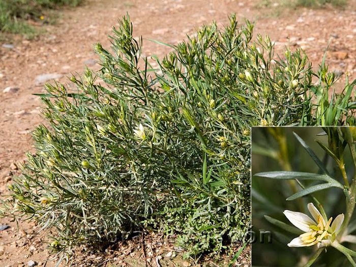 Peganum harmala - 2-de vanzare 2019-2020-SEMINTE IERBURI FOLOSITOARE SI PLANTE MEDICINALE RARE