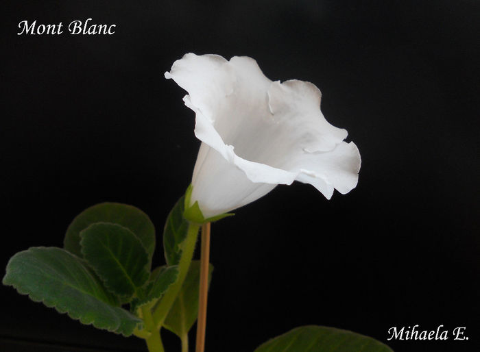 DSCN6109 - Gloxinia 2014