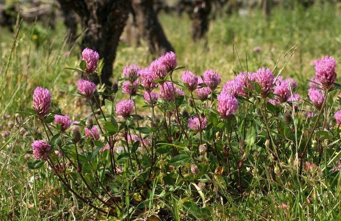 Trifolium pratense - 2-de vanzare 2019-2020-SEMINTE IERBURI FOLOSITOARE SI PLANTE MEDICINALE RARE