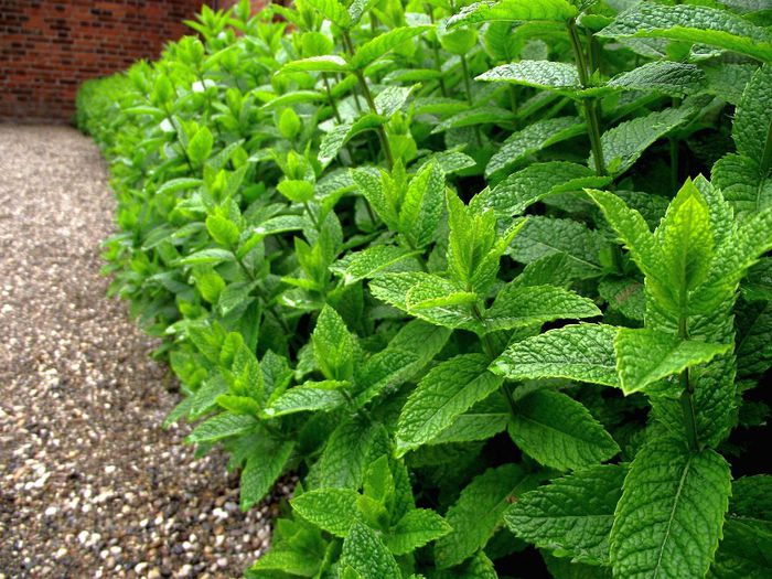 Mentha x piperita - 2-de vanzare 2019-2020-SEMINTE IERBURI FOLOSITOARE SI PLANTE MEDICINALE RARE