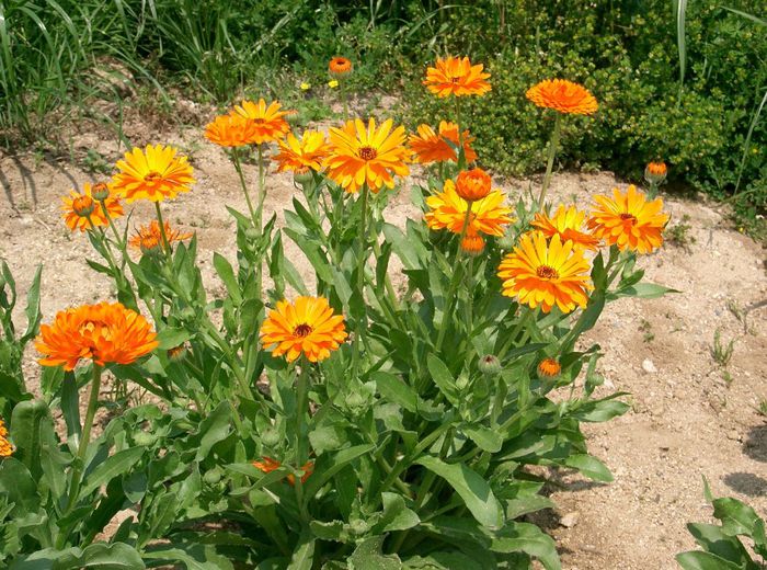 Calendula officinalis - 2-de vanzare 2019-2020-SEMINTE IERBURI FOLOSITOARE SI PLANTE MEDICINALE RARE