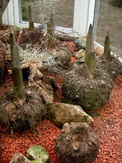 Amorphophallus konjac - 2-de vanzare 2019-2020-SEMINTE IERBURI FOLOSITOARE SI PLANTE MEDICINALE RARE