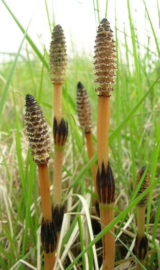 Equisetum arvense - 2-de vanzare 2019-2020-SEMINTE IERBURI FOLOSITOARE SI PLANTE MEDICINALE RARE