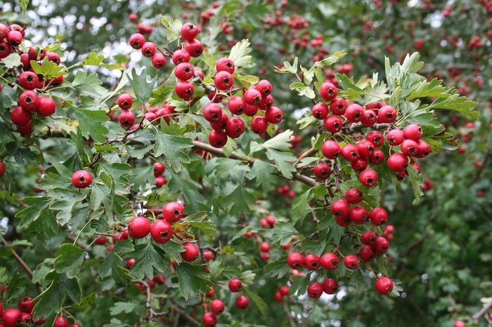 Crataegus monogyna - 2-de vanzare 2019-2020-SEMINTE IERBURI FOLOSITOARE SI PLANTE MEDICINALE RARE