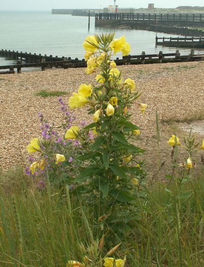 Oenothera spp - 2-de vanzare 2019-2020-SEMINTE IERBURI FOLOSITOARE SI PLANTE MEDICINALE RARE