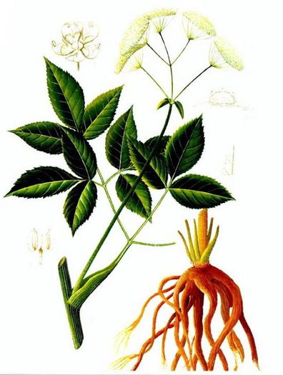 Angelica sinensis - 2-de vanzare 2019-2020-SEMINTE IERBURI FOLOSITOARE SI PLANTE MEDICINALE RARE