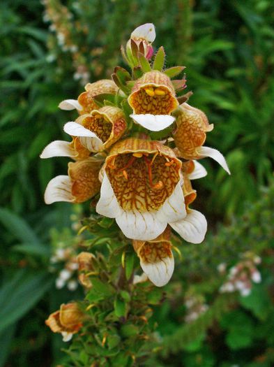 Digitalis lanata - 2-de vanzare 2019-2020-SEMINTE IERBURI FOLOSITOARE SI PLANTE MEDICINALE RARE