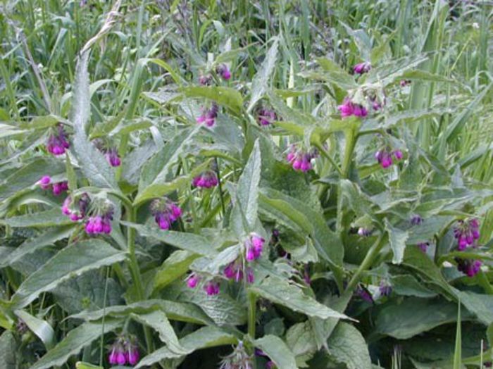 Symphytum officinale - 2-de vanzare 2019-2020-SEMINTE IERBURI FOLOSITOARE SI PLANTE MEDICINALE RARE