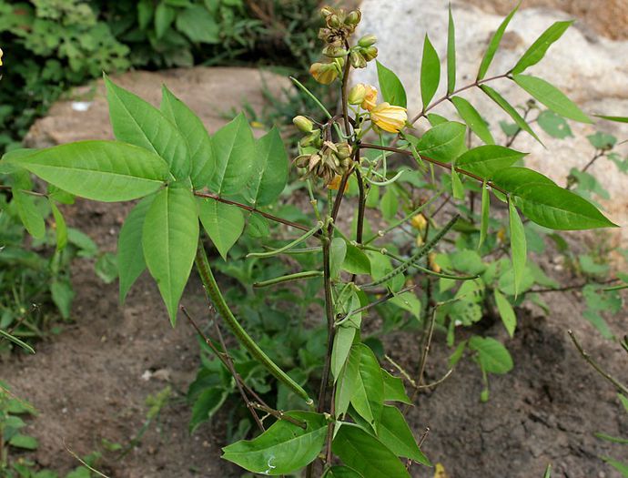 Cassia occidentalis - 2-de vanzare 2019-2020-SEMINTE IERBURI FOLOSITOARE SI PLANTE MEDICINALE RARE