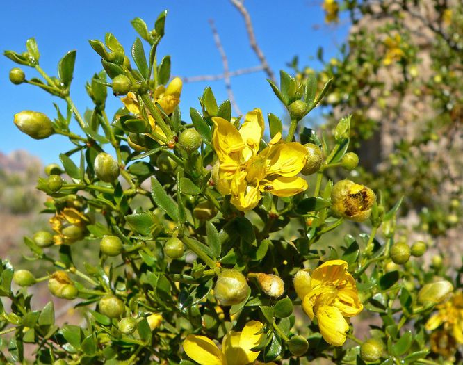 Larrea tridentata - 2-de vanzare 2019-2020-SEMINTE IERBURI FOLOSITOARE SI PLANTE MEDICINALE RARE