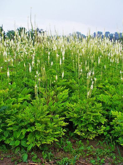 Actaea racemosa - 2-de vanzare 2019-2020-SEMINTE IERBURI FOLOSITOARE SI PLANTE MEDICINALE RARE