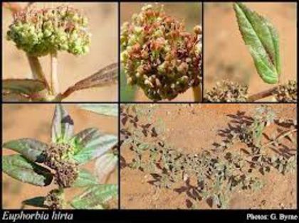 Euphorbia hirta - 2-de vanzare 2019-2020-SEMINTE IERBURI FOLOSITOARE SI PLANTE MEDICINALE RARE