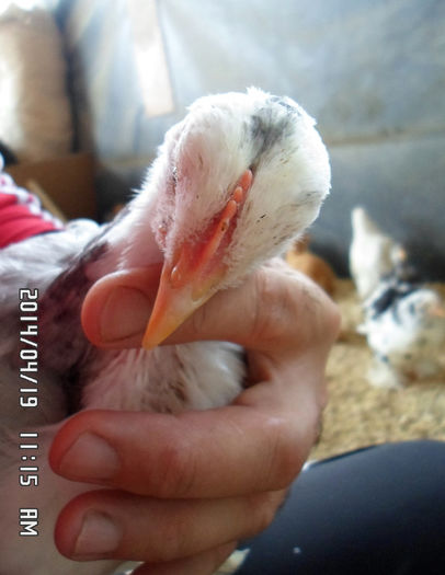 SAM_0537 - Pui 2014