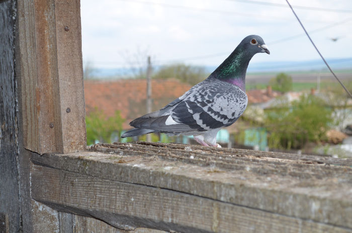 Mascul 2012; Combinatie bg 2007-bg 2009
