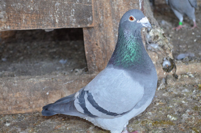 Baza volierei -2009; zburat pe direct 371 km ,frate loc 1 la 371 km
