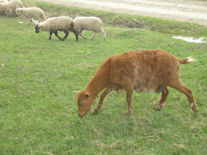 SANY0048 - miei plus iezi si mures 2014