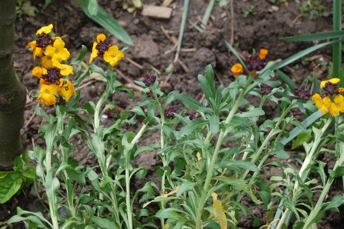 DSC_0517 - Primavara 2014