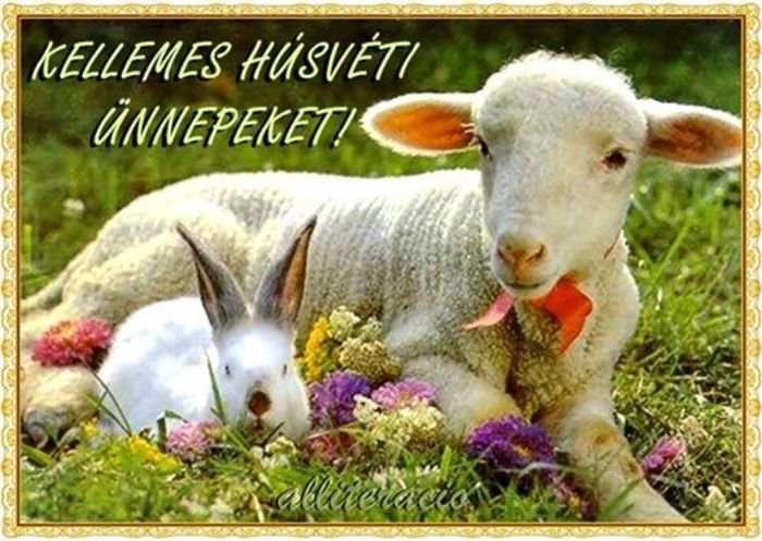 Paste fericit la toti crescatorii - 7-anunt important