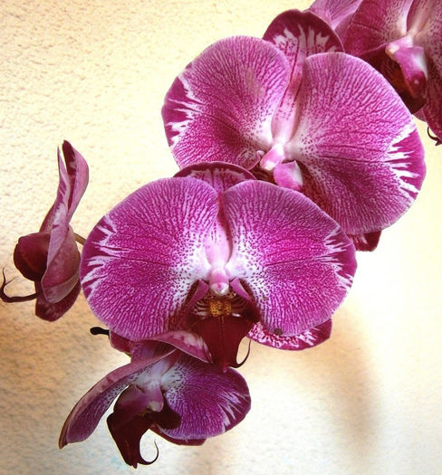 11-Chian Xen Sweet Valentine