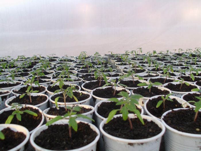 Tomate Paulina F1 18 Martie