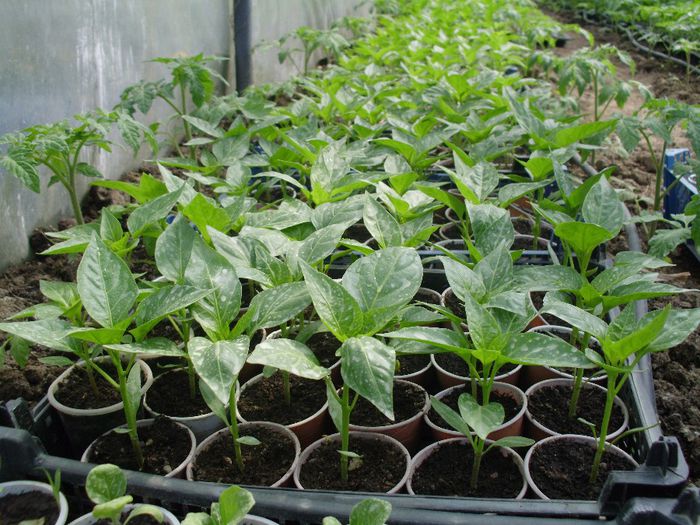 Gogosar Creola18Aprilie