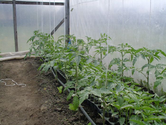 Tomate Profit F1 18Aprilie