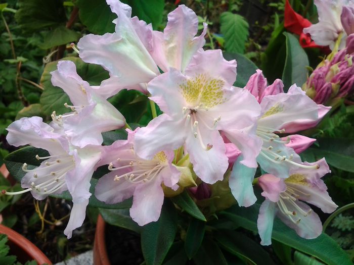 rododendron
