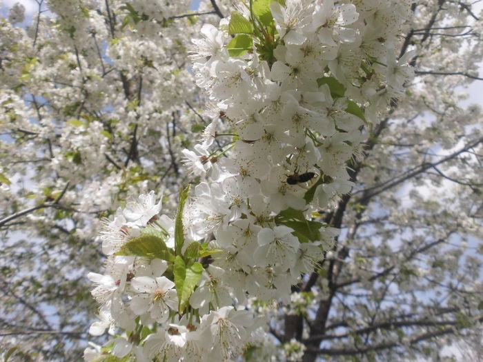 albinuta la flori de cires