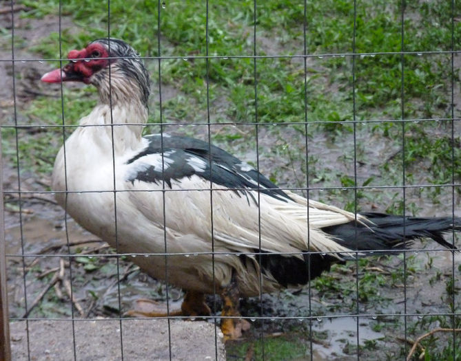 bosumflat de Tantareni - warzenenten