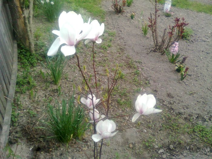 Magnolie - Arbusti ornamentali
