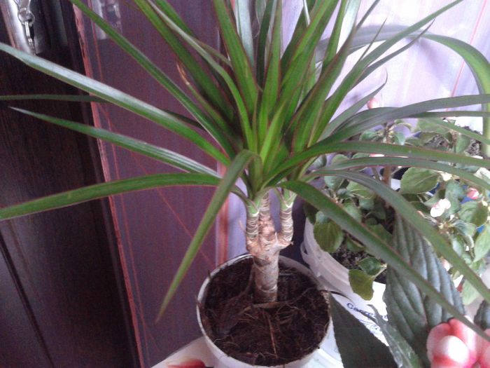 dracaena marginata