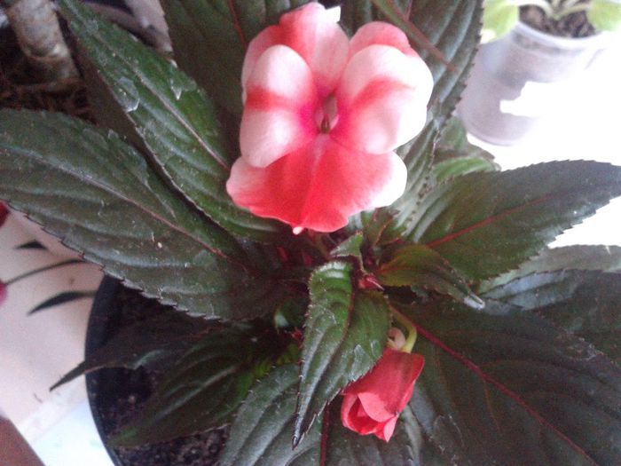 2014-04-18 16.54.17 - achizitii 2014 din magazin