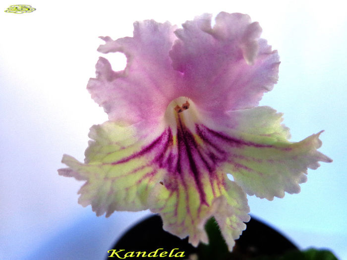 Kandela (19-04-2014) - Streptocarpusi 2014