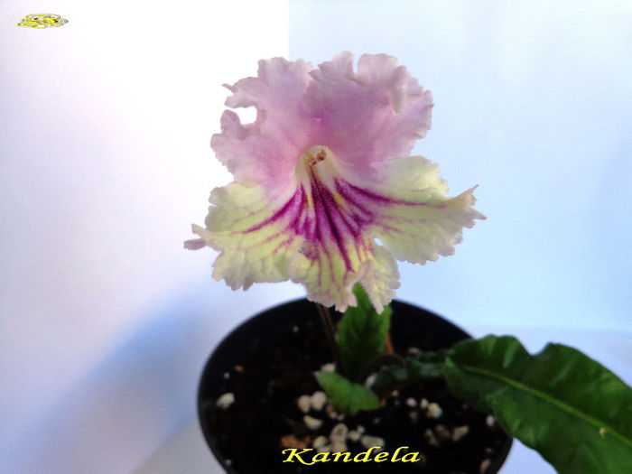 Kandela (19-04-2014) - Streptocarpusi 2014