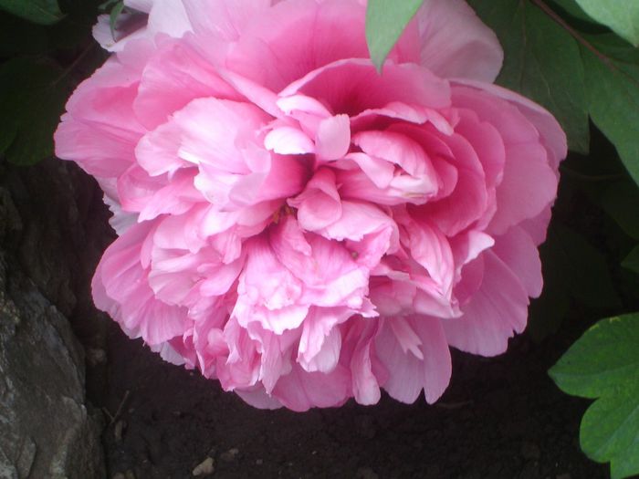 floare de bujor arbustiv