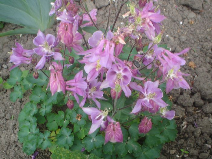 aquilegia - 04 LUNA APRILIE 2014