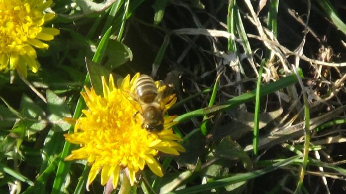 DSC00057 - 2014-albine si nu numai