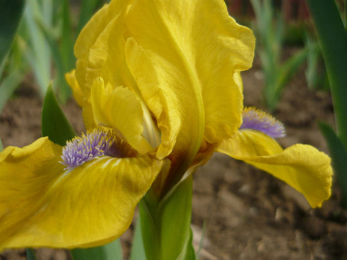 15 galleon gold - irisi pitici