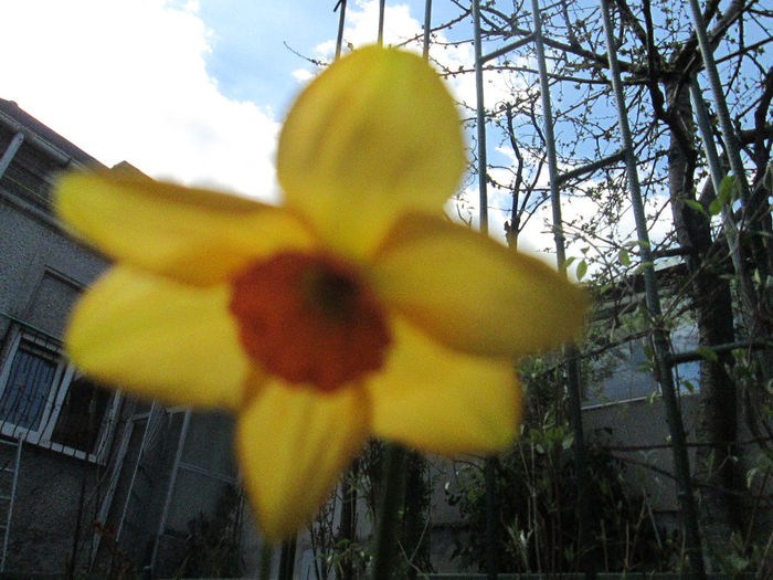 IMG_1378 - flori in aprilie 2014