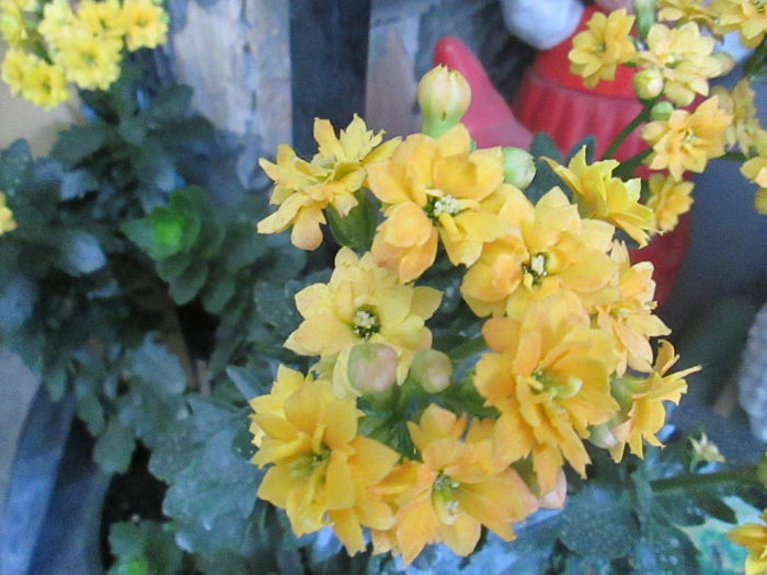 kalanchoe - flori in aprilie 2014