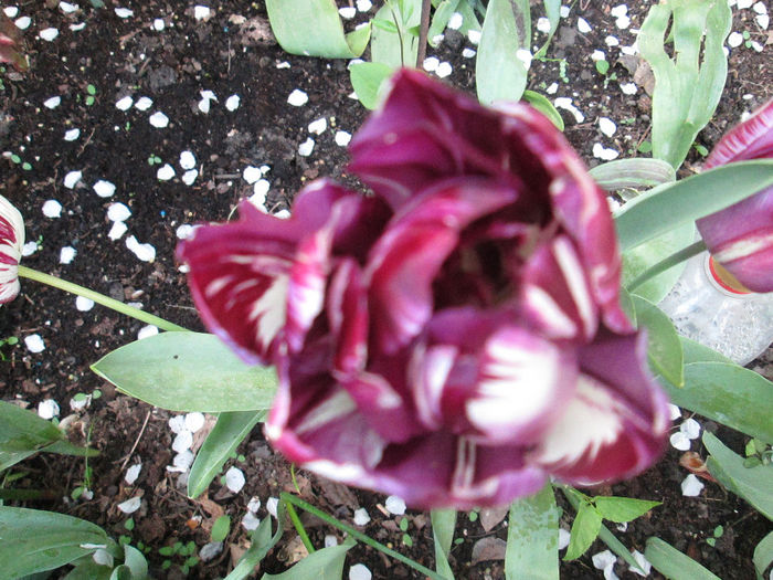 IMG_1409 - flori in aprilie 2014