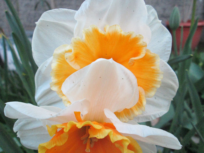 narcisa - flori in aprilie 2014