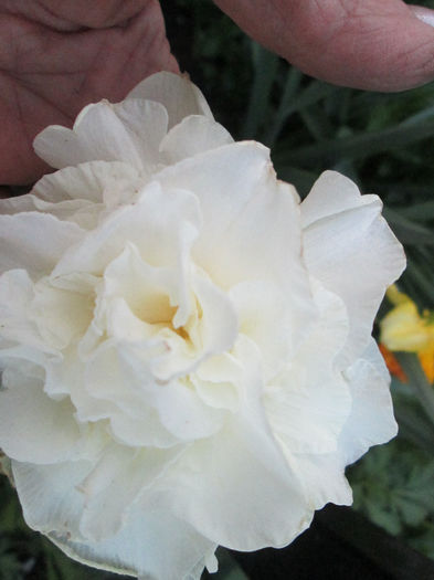 narcisa - flori in aprilie 2014