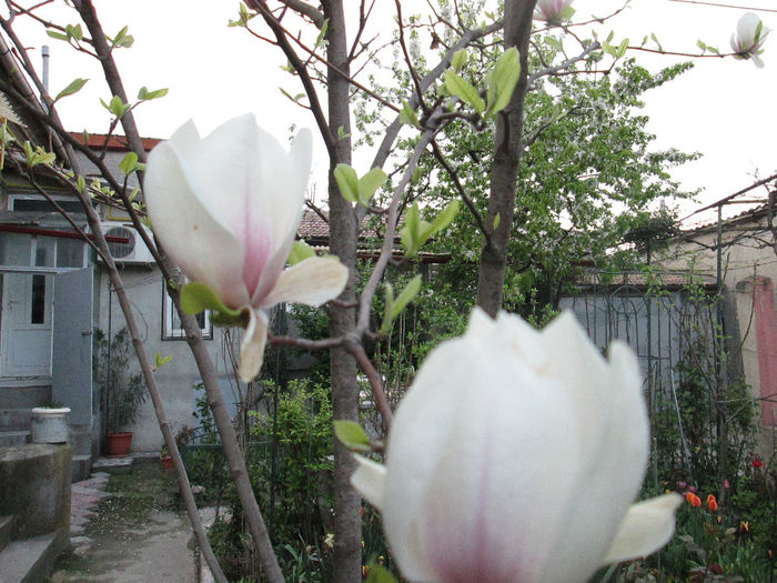 magnolia