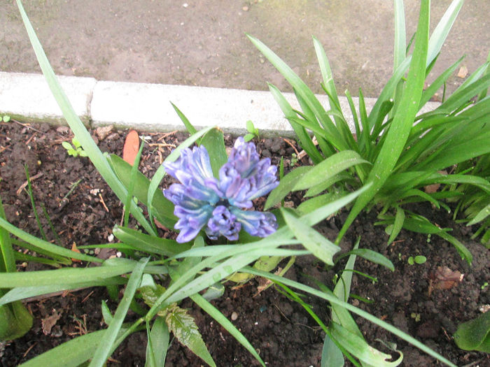 zambila plantata in primavara