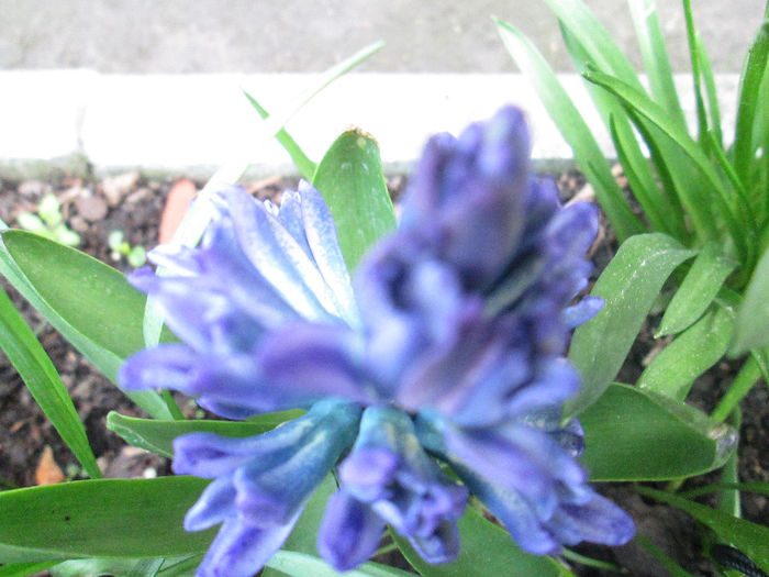 IMG_1439 - flori in aprilie 2014